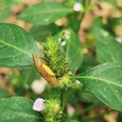 Neotituria