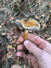 Tubariaceae