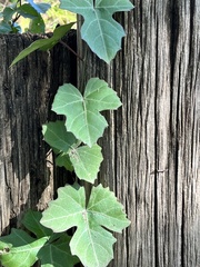 Cissus trifoliata
