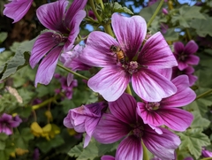 Malva arborea