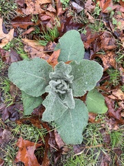Verbascum thapsus montanum