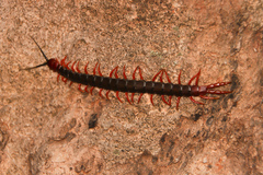 Cormocephalus nitidus