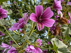 Malva arborea