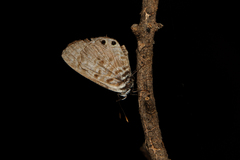 Leptotes pirithous