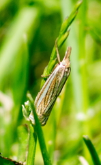 Crambus laqueatellus