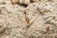 Iridomyrmex