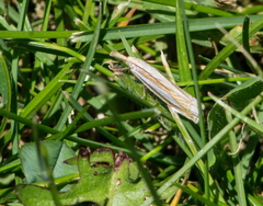 Crambus laqueatellus