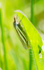 Crambus laqueatellus