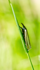 Crambus laqueatellus