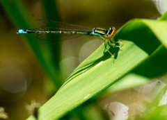 Enallagma antennatum