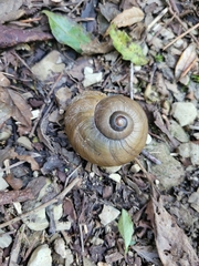 Powelliphanta