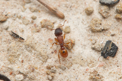 Tetramorium fuscipes