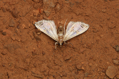 Leucinodes