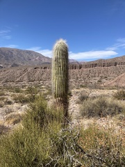 Trichocereus atacamensis