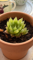 Haworthia