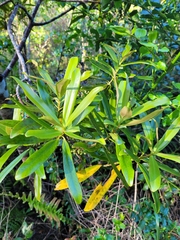 Myrsine salicina