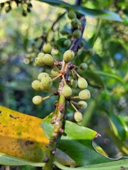 Myrsine salicina