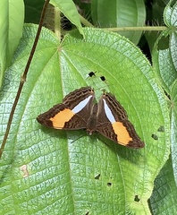 Adelpha cocala
