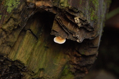 Pycnoporellus fulgens