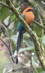 Baryphthengus martii