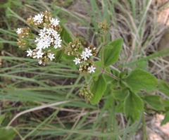 Stevia