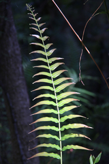 Telmatoblechnum indicum