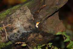 Stereum sanguinolentum