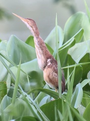 Ixobrychus exilis