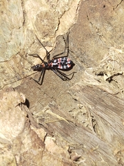 Austrarcesius bicolor