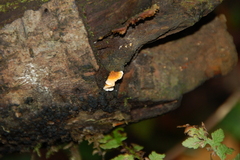 Stereum sanguinolentum