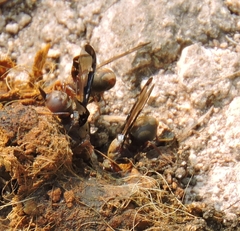 Diacrita