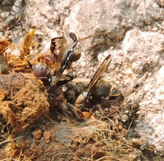 Diacrita