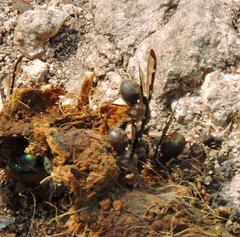 Diacrita