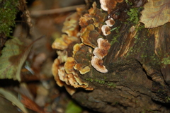 Stereum sanguinolentum