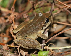 Ranoidea lesueuri