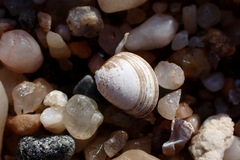 Nucula proxima