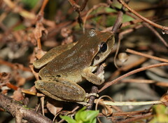 Ranoidea lesueuri