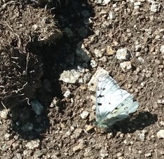 Parnassius smintheus