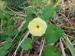 Ipomoea ochracea