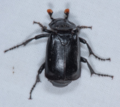 Nicrophorus nigrita