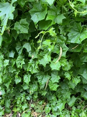 Delairea odorata
