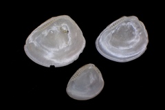 Nucula proxima