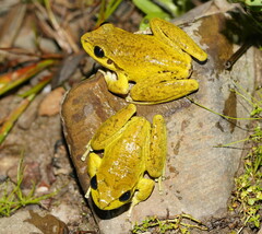 Ranoidea lesueuri