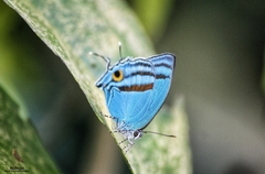 Paiwarria venulius