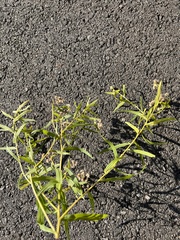 Euthamia graminifolia