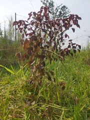 Euphorbia cotinifolia