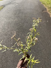 Euthamia graminifolia