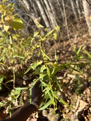 Euthamia graminifolia