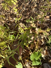 Euthamia graminifolia