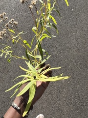 Euthamia graminifolia